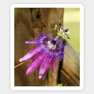 Lavender Lady Passiflora Sticker